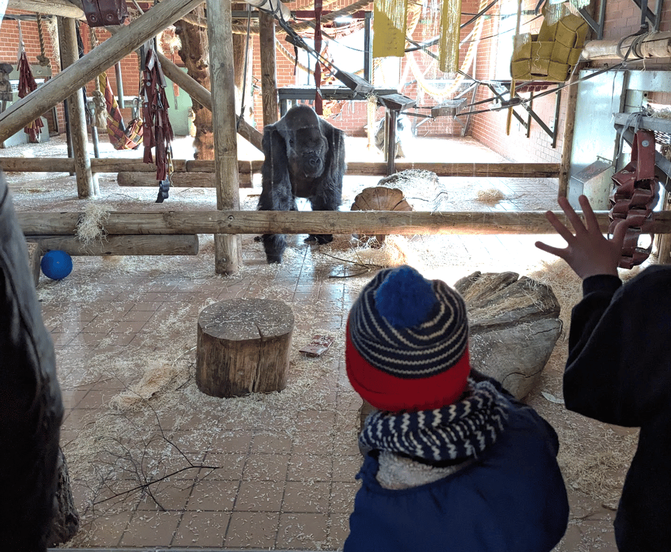 “Dad, this gorilla looks like you”, said every kid in the zoo. Get some better material, you little amateurs.